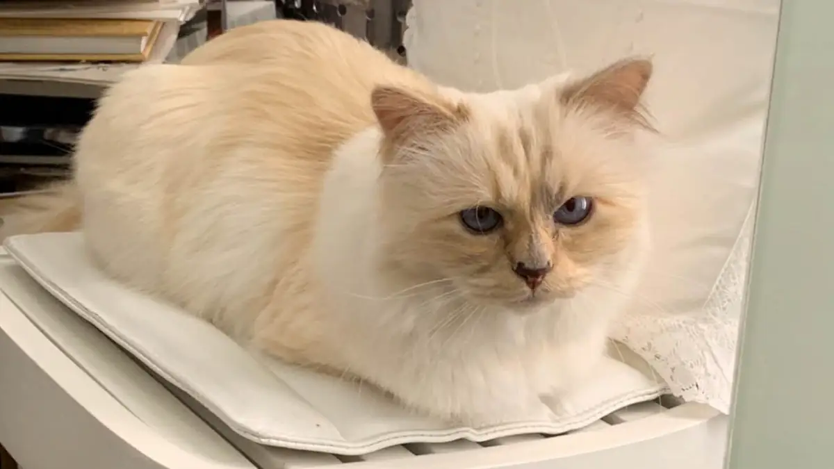 Die reichste Katze der Welt? Choupette soll Lagerfelds Millionen erben