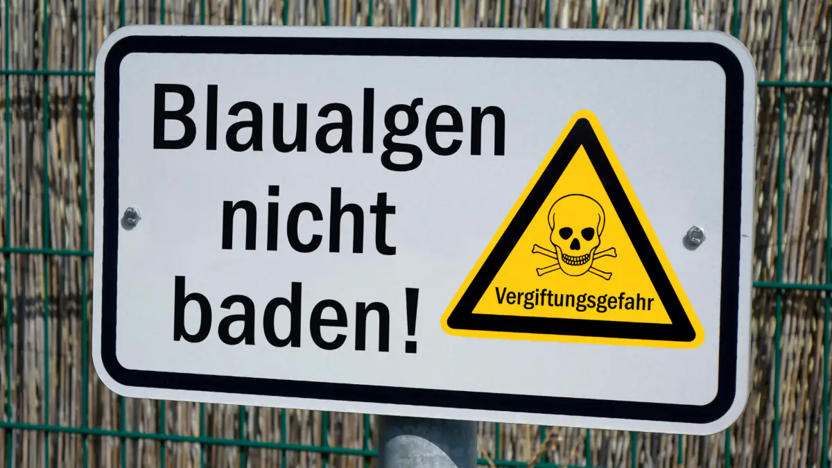 Blaualgen und Vibrionen: Wo Schwimmen in Deutschland gefährlich sein kann