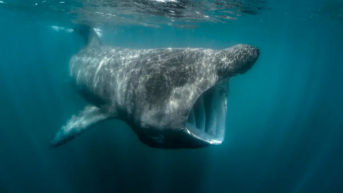 4,70 Meter lang und 400 Kilogramm schwer: Das Rätsel um den toten Riesenhai in der Ostsee