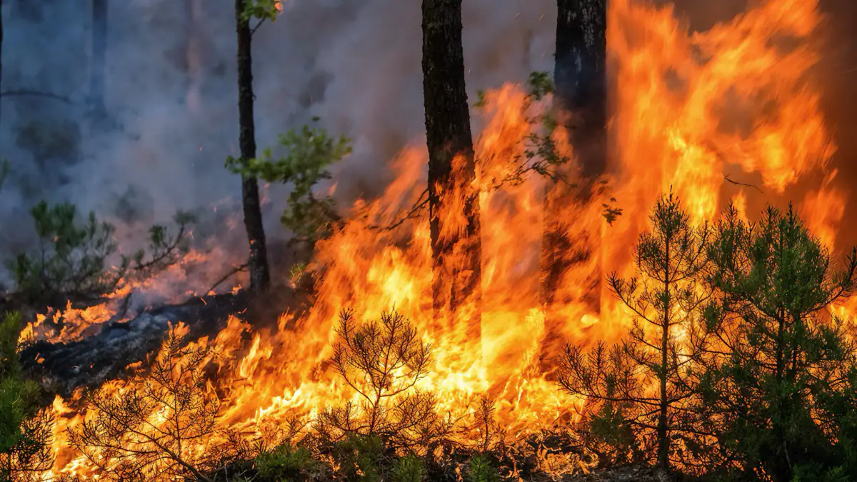 Neue Hitzewelle: So groß ist die Waldbrandgefahr in Deutschland