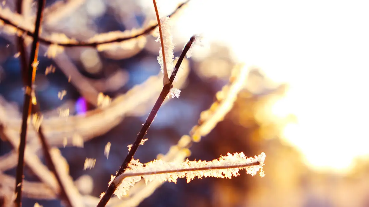 Wann kommt dieses Jahr der erste Frost? 100-jähriger Kalender verrät es
