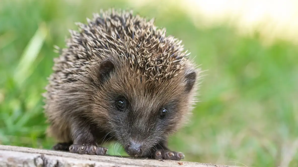 Bürger werden gebeten, Igel und Maulwürfe zu zählen
