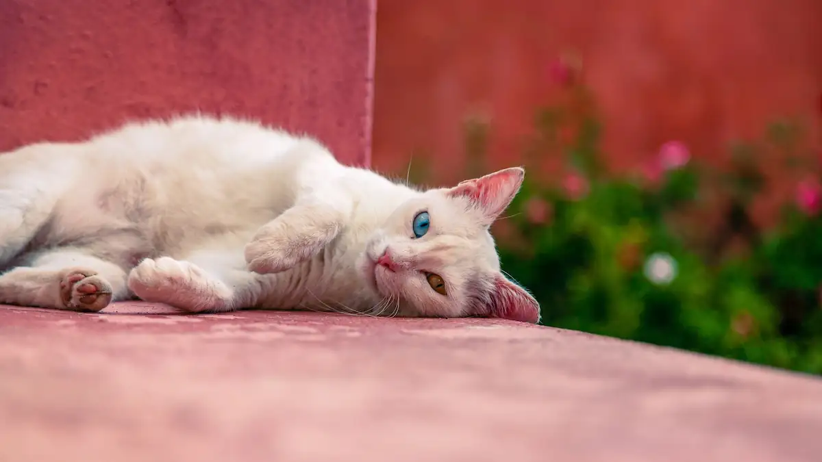 Insel in Griechenland sucht Helfer, die sich für Kost und Unterkunft um Katzen kümmern