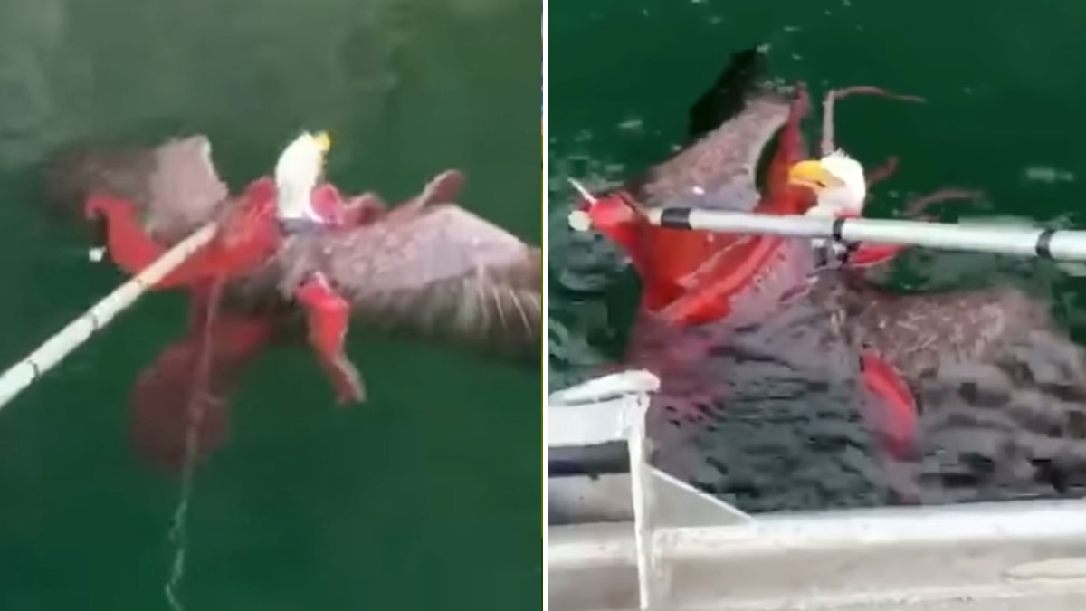 Kanada: Adler wird von einem Oktopus gefangen