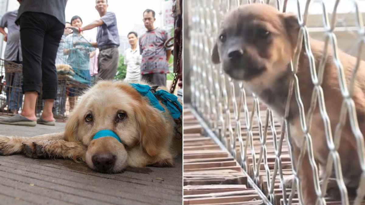 Chinesische Behörden verbieten den Verzehr von Hundefleisch