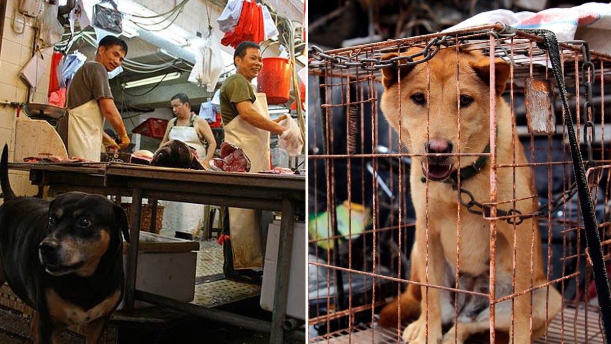 Shenzhen: Chinesische Stadt verbietet das Essen von Hunden und Katzen