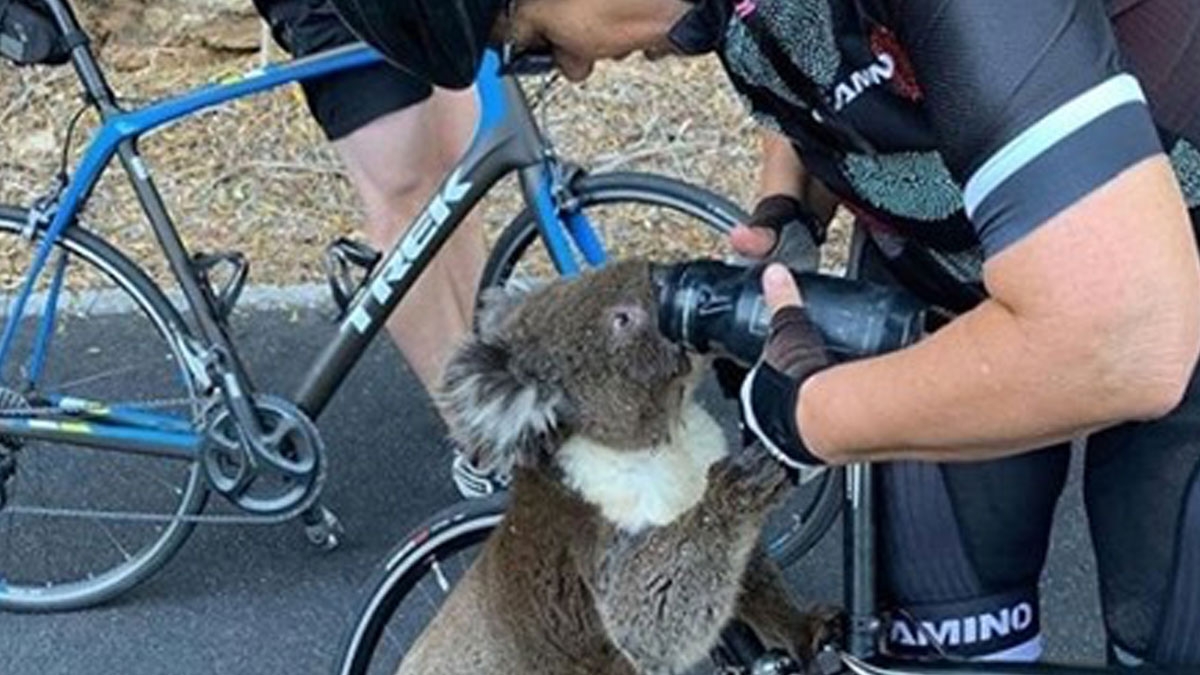 Australien: Durstiger Koala stoppt Radfahrerin