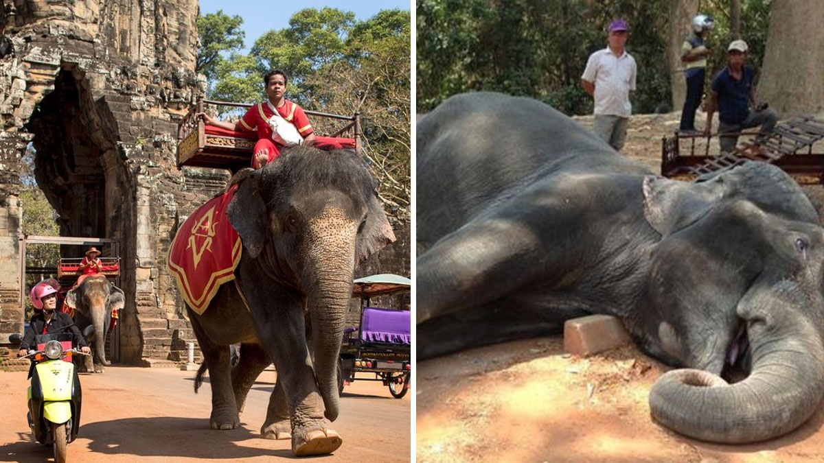 Kambodscha: Touristen dürfen nicht mehr auf Elefanten reiten