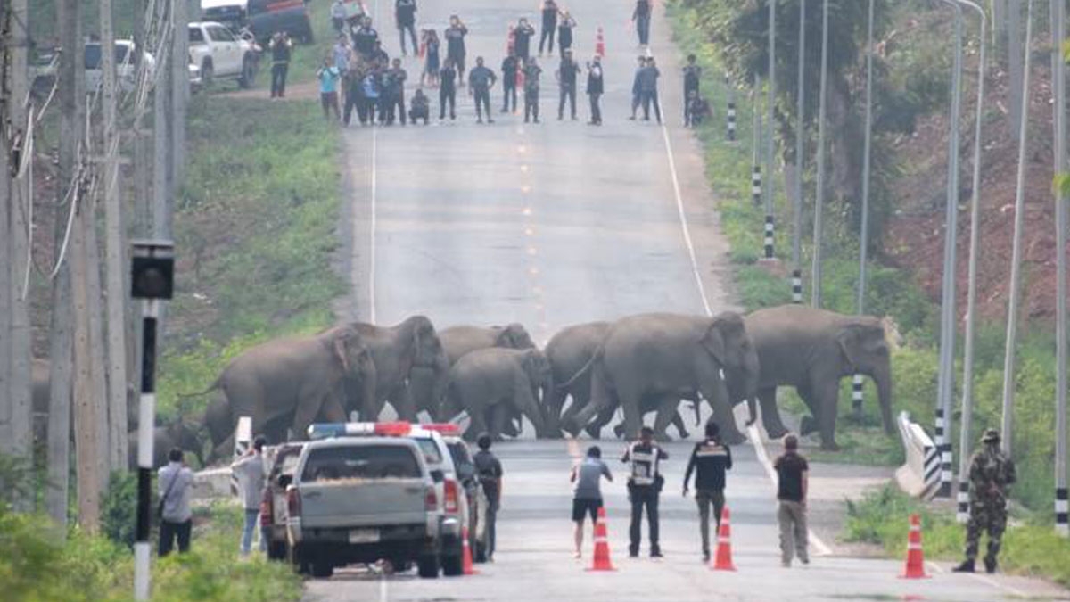 Thailand: Mehr als 50 Elefanten beim Überqueren einer Autobahn gefilmt