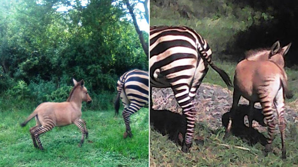 Zesel: Nach der Paarung mit einem Esel bringt ein Zebra ein seltenes Zesel-Baby zur Welt