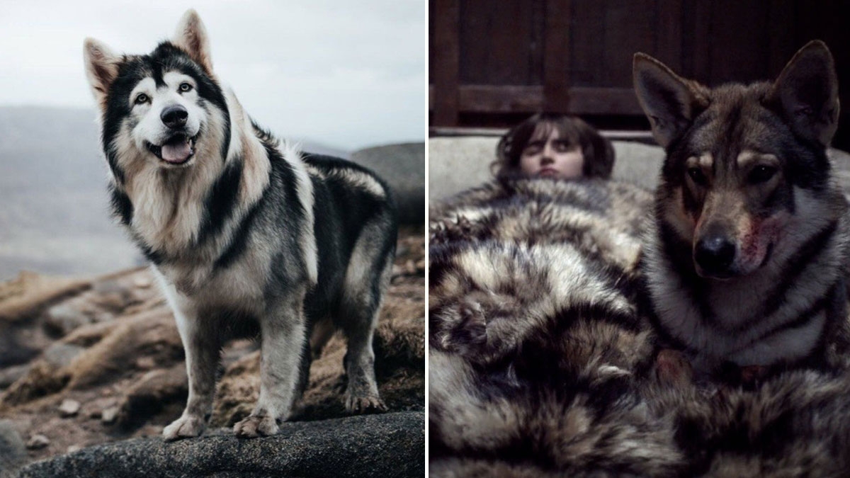 Game of Thrones: Schattenwolf Sommer stirbt im Alter von zehn Jahren