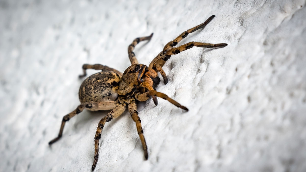 7 interessante Fakten über Spinnen