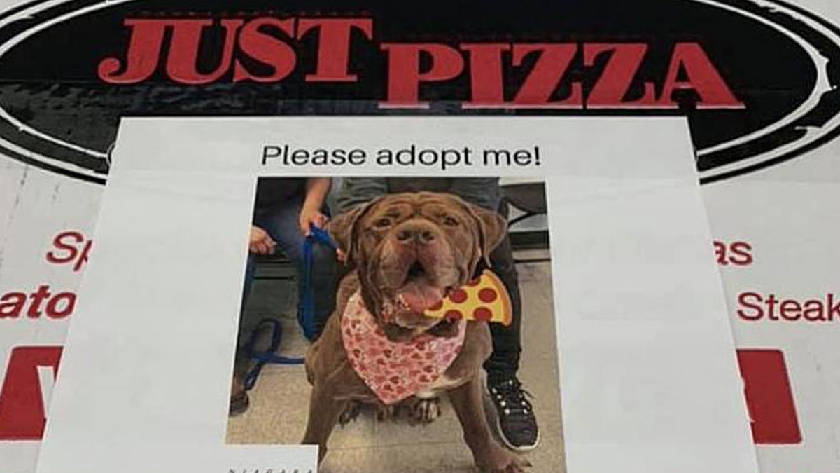 New York: Pizzeria liefert Kartons mit Hundefotos aus, damit sie ein neues Zuhause finden