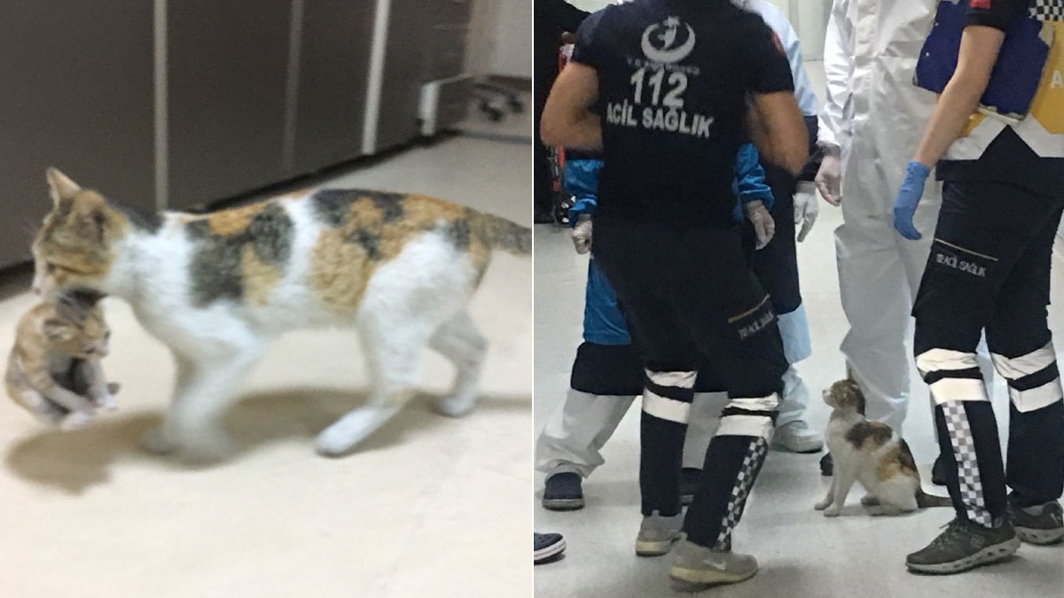 Istanbul: Katze trägt ihr krankes Katzenbaby ins Krankenhaus, damit Mediziner helfen können