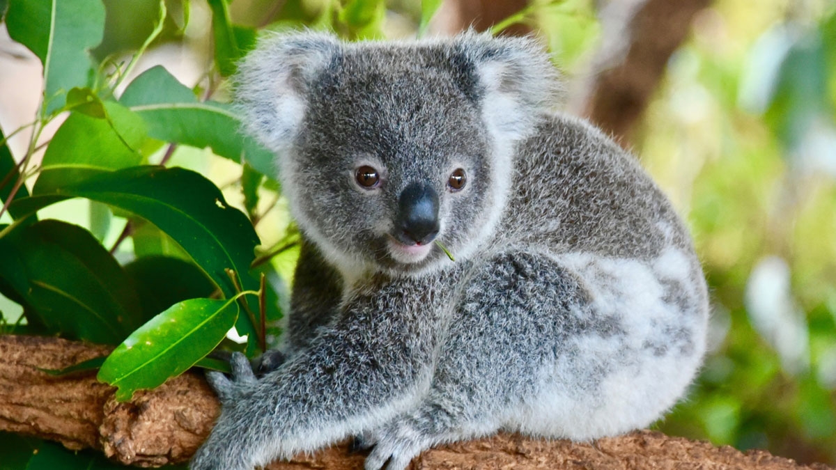 Australien: Schwere Buschbrände bedrohen Koalas