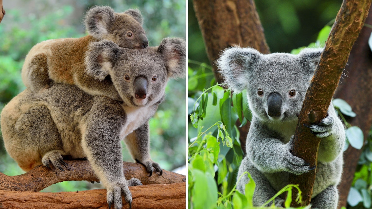 Waldbrände in Australien: Der natürliche Lebensraum der Koalas wurde zerstört