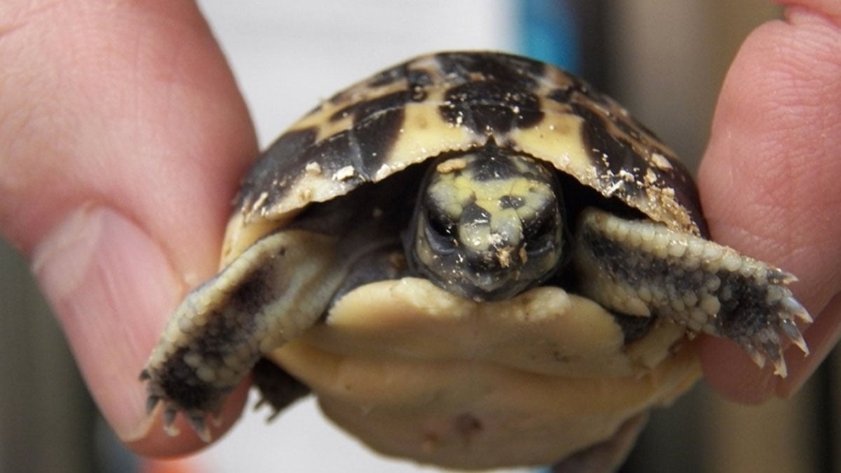 Toronto Zoo: Erste vom Aussterben bedrohte Madagassische Spinnenschildkröte geschlüpft