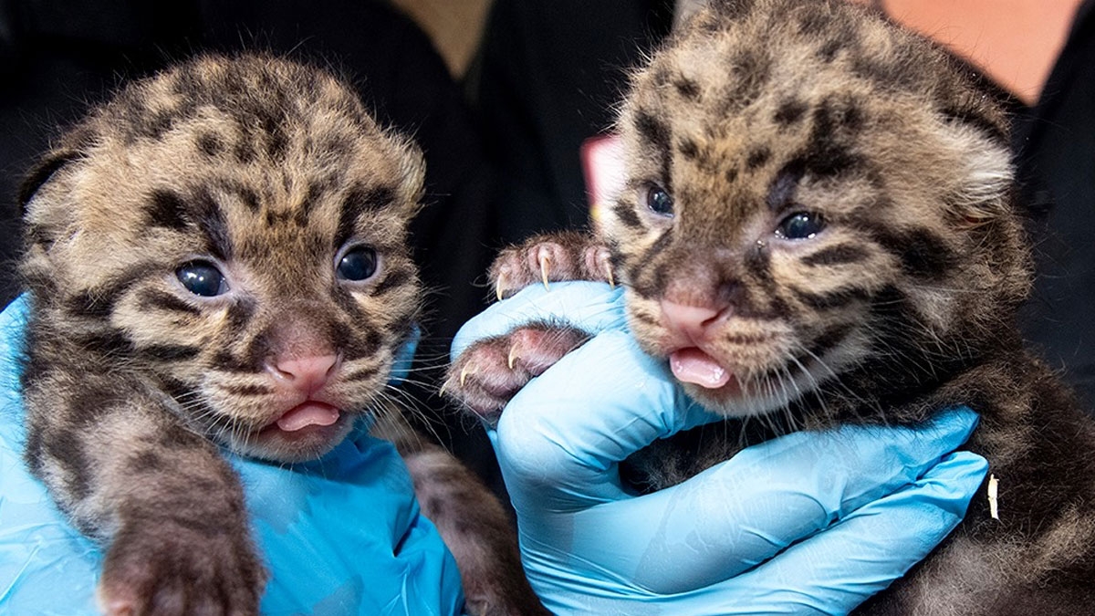 Zoo Miami: Zwei vom Aussterben bedrohte Nebelparder-Babys geboren