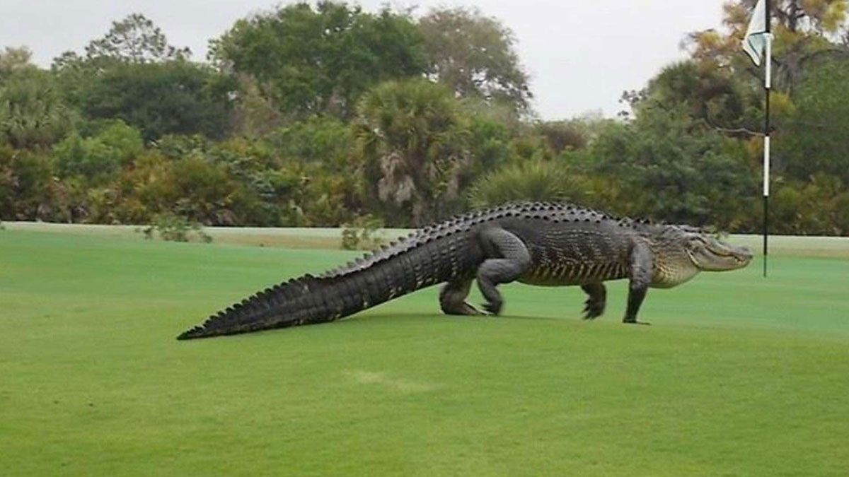 Florida: Monster-Alligator spaziert über Golfplatz