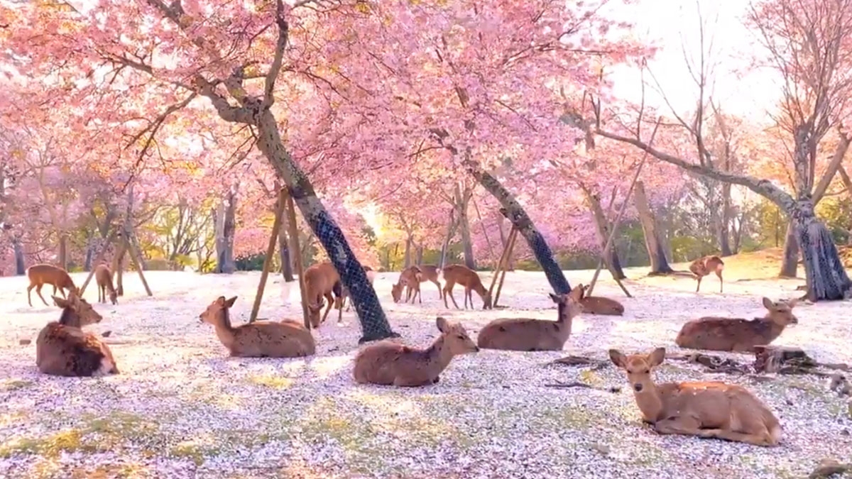 Nara-Park: Hirsche entspannen sich während der Kirschblüte