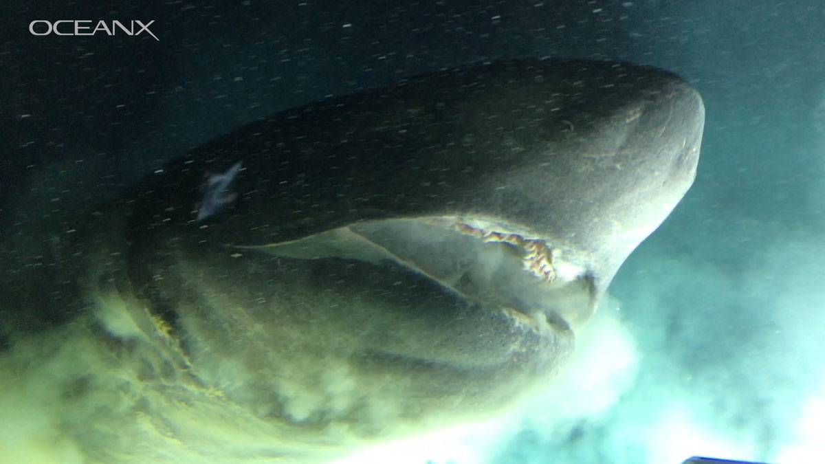 Bahamas: Forscher filmen gigantischen Hai