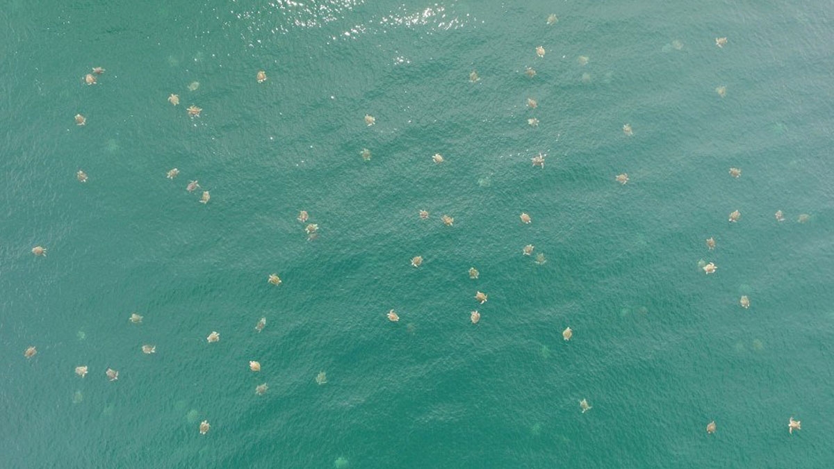 Costa Rica: Größte Dichte von Meeresschildkröten, die jemals gefilmt wurde