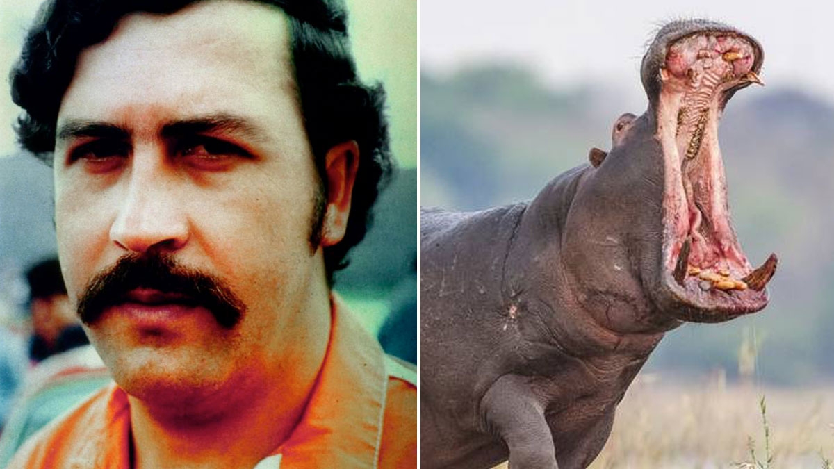 Pablo Escobar: Seine Nilpferde retten die Spezies vor dem Aussterben