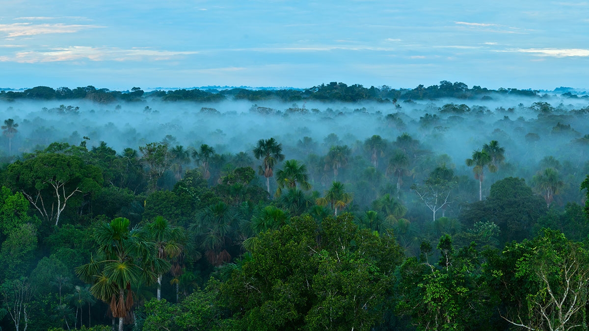 Amazonas-Regenwald: Im Jahr 2021 könnte er nicht mehr zu retten sein