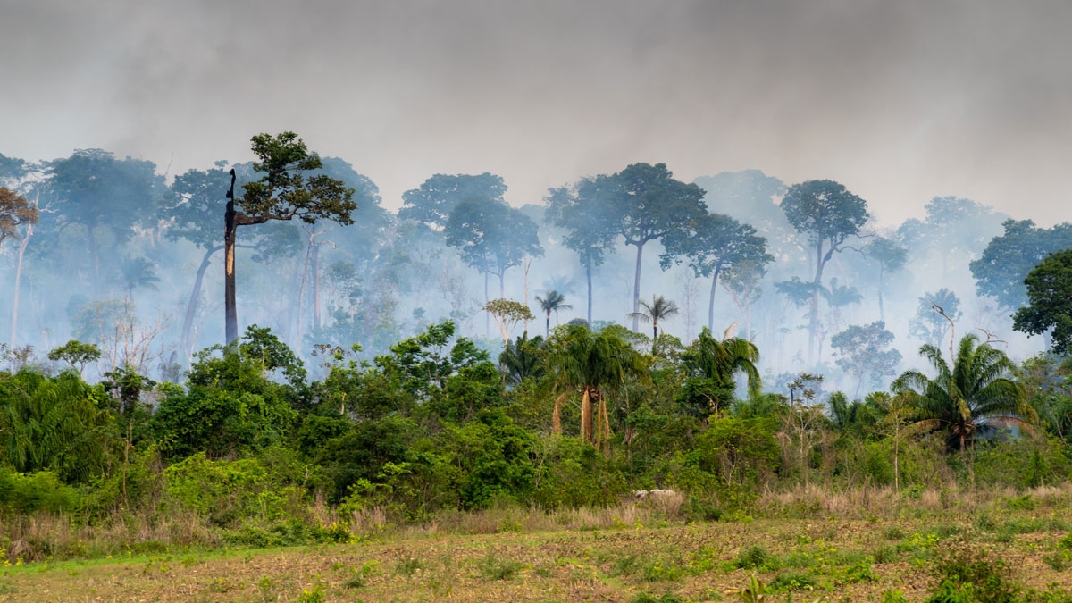 Der Amazonas-Regenwald verlor eine Fläche, die so groß ist wie 8,4 Millionen Fußballfelder