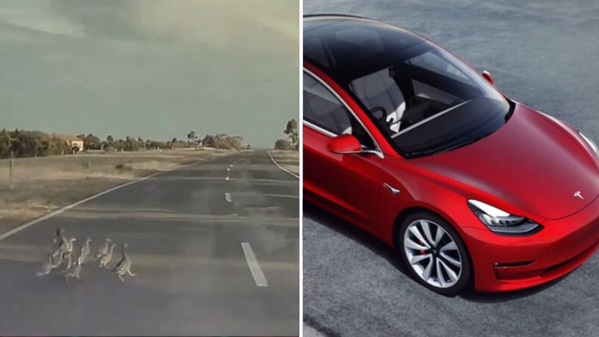 Tesla: Autopilot weicht Enten aus, die die Straße überqueren