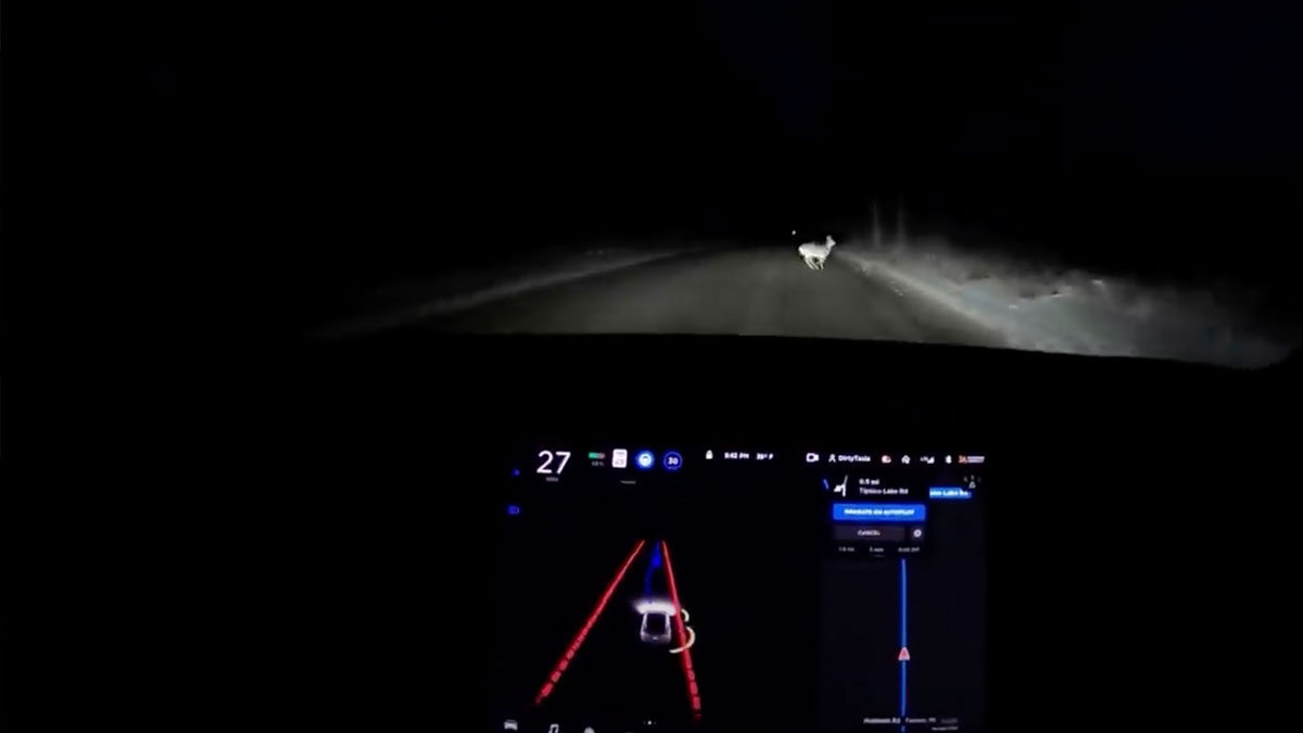 Tesla: Autopilot weicht einem Hirsch aus, der die Straße überquert