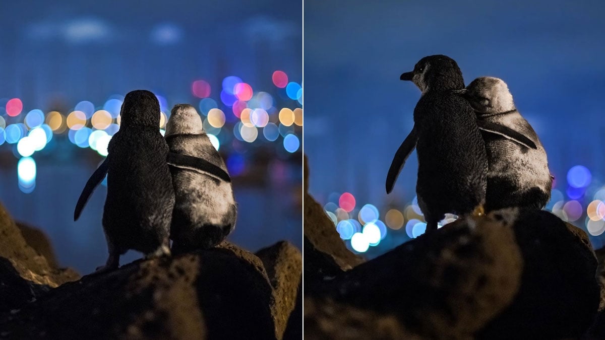 Fotograf zeigt Video von verwitweten Pinguinen, die die Herzen der Welt erobern