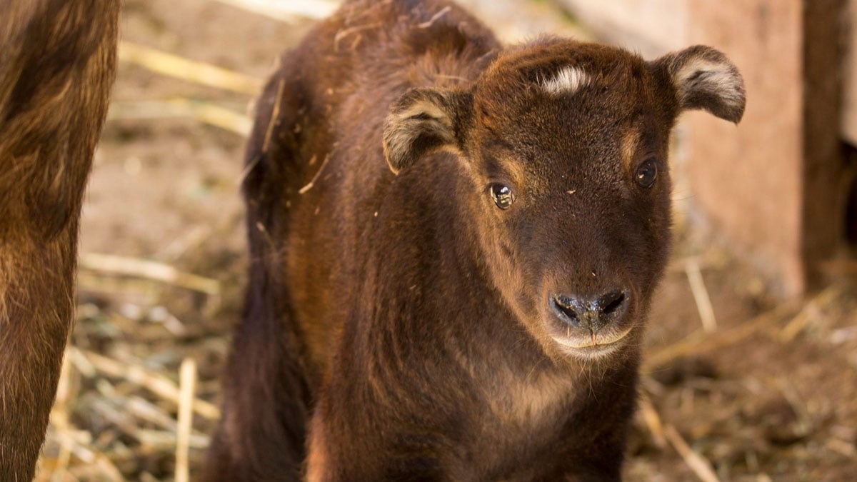 Französischer Tierpark: Vom Aussterben bedrohtes Takin-Baby geboren