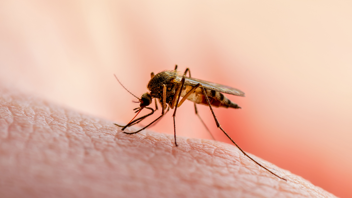 Mücken vertreiben: So bleiben die Blutsauger fern