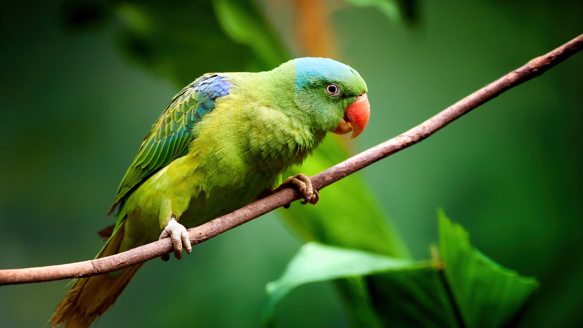 Nach Mordfall in Argentinien: Papagei gilt als einziger Zeuge