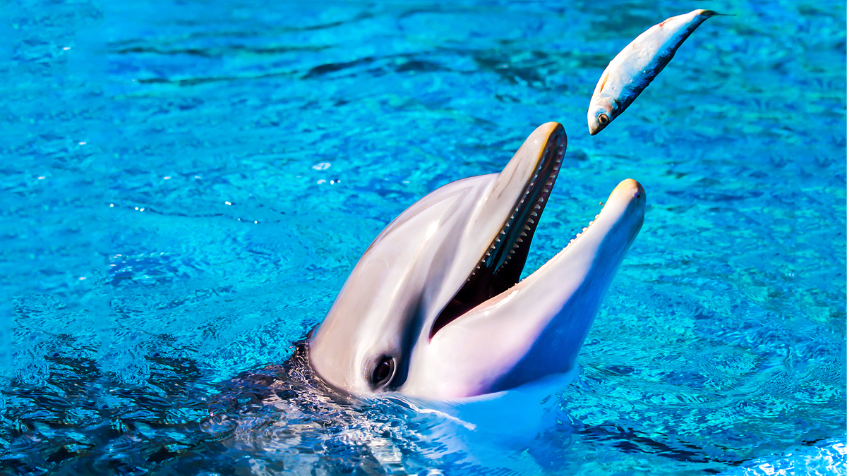 Cornwall: Warnung vor aggressivem Sex-Delfin