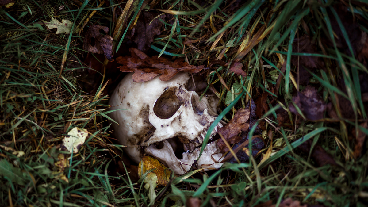 Dortmund: Ermittler entdecken skelettierte Leichenteile im Wald