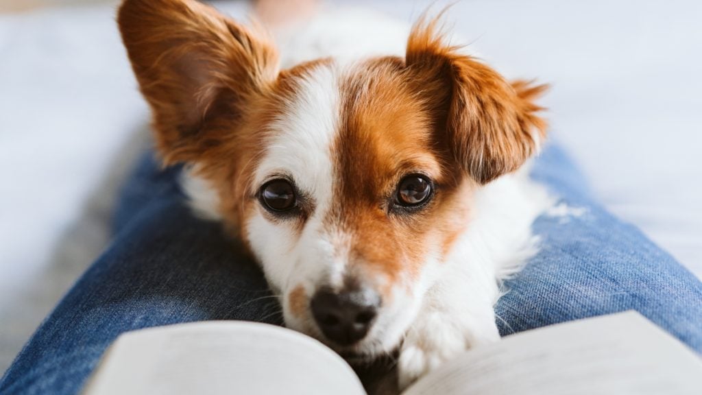 Neue Hundeverordnung So die Bundesregierung jetzt für das Wohl