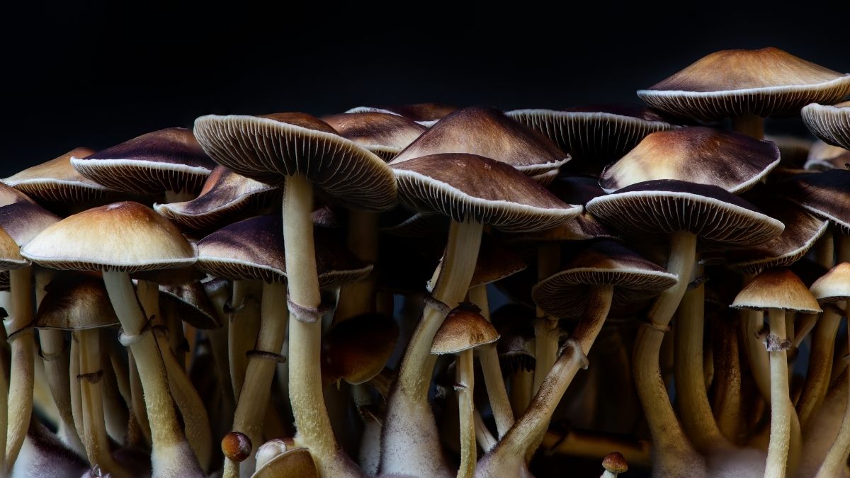 Magic Mushrooms statt Antidepressiva? Wirkstoff erstmals an Menschen getestet