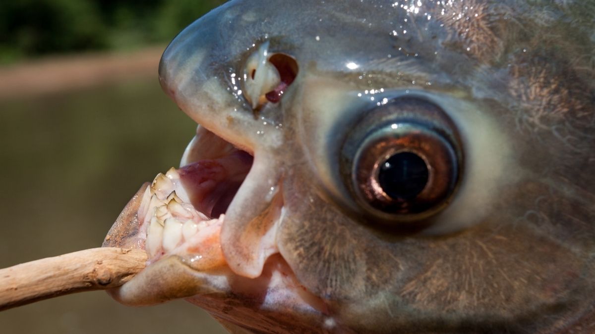 „Testikel-Beisser“: Gruselige Fisch-Art versetzt Männer in Angst und Schrecken