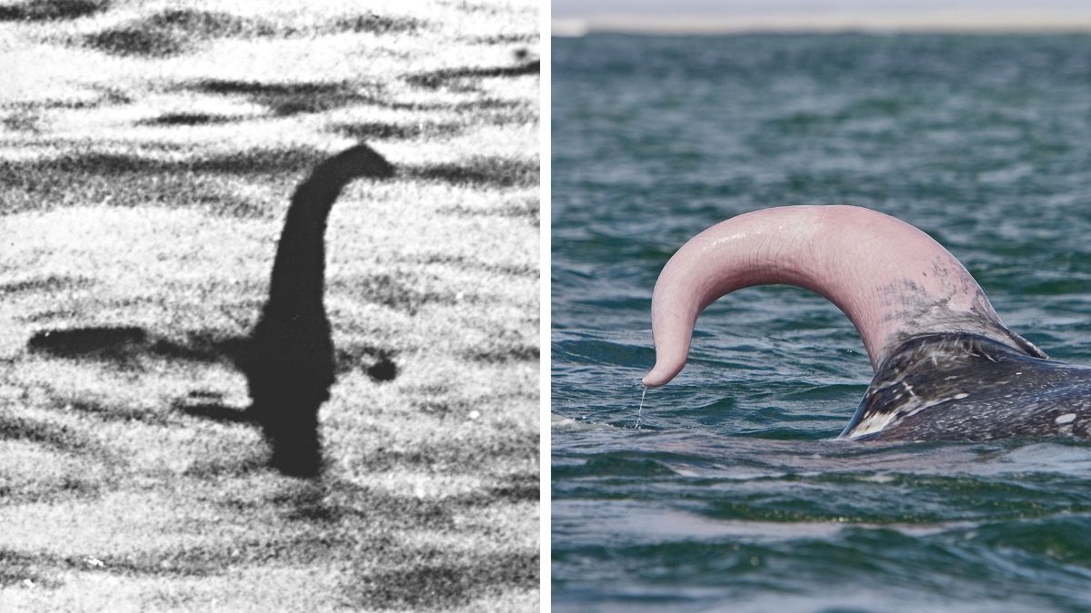 Loch Ness: mysteriöses Monster oder XXL-Wal-Penis?