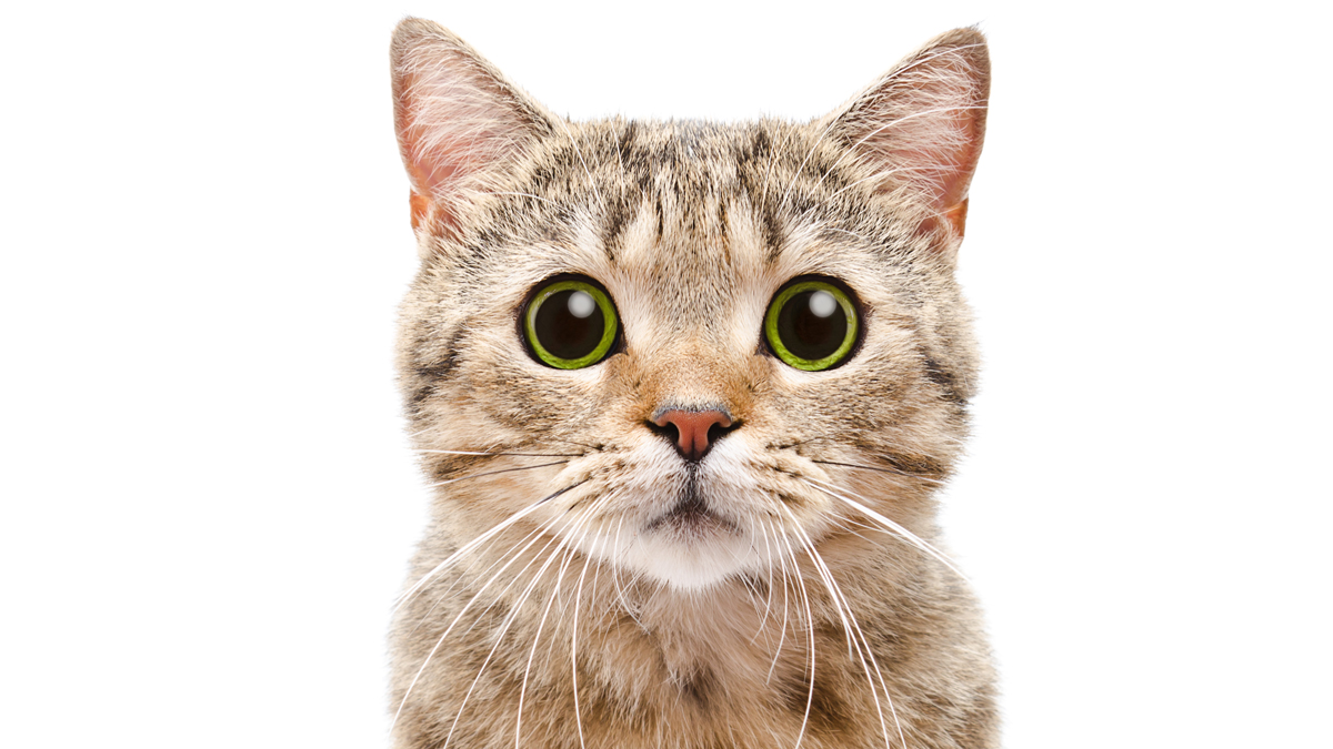Hypoallergene Katzen: Forscher kurz vor Durchbruch