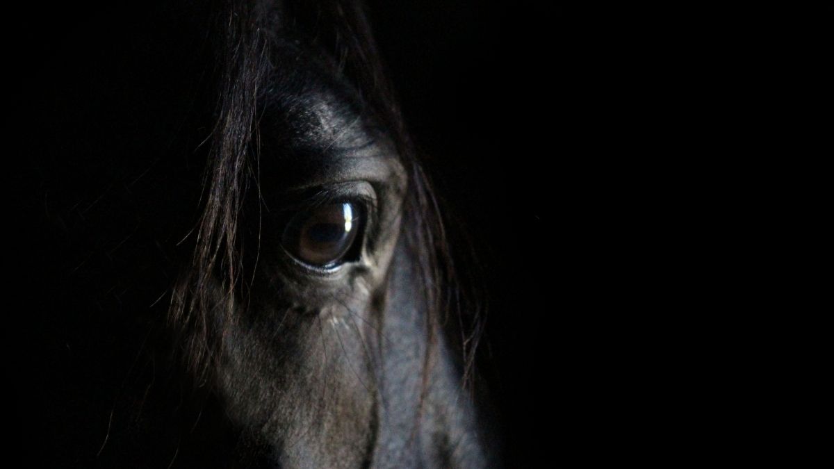 Polizei findet vermisstes Pferd in Schlafzimmer – Mann verhaftet!