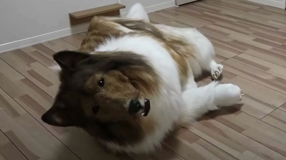 Bizarres Video: Mann lässt sich in Hund verwandeln