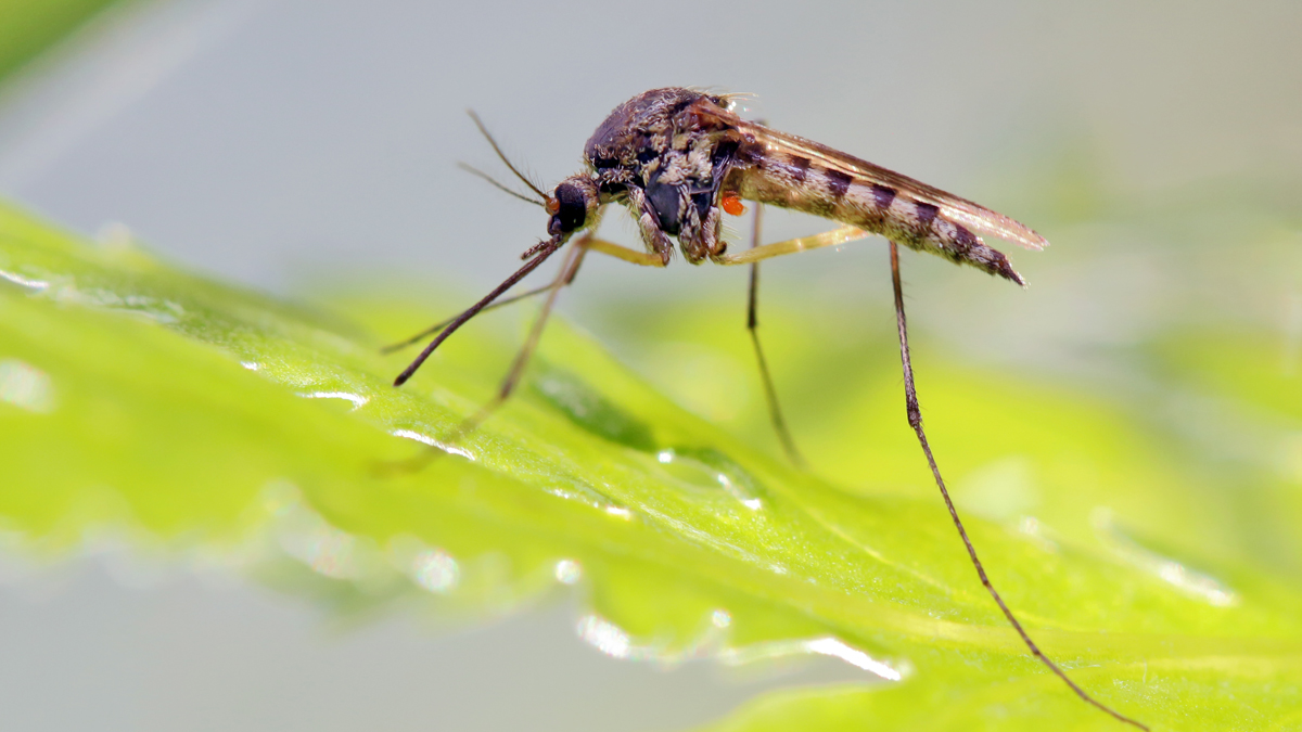 Experte verrät, was wirklich gegen Mücken hilft