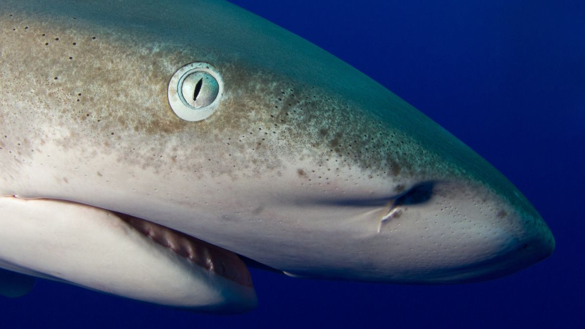 Nach tödlichem Angriff: Hai an Badestrand wird gejagt
