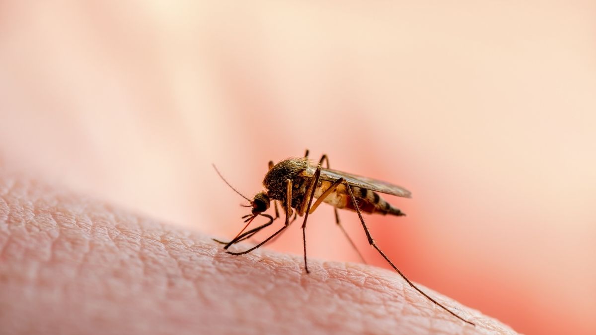 Studie verrät: Mücken sind scharf auf Menschen mit spezieller Eigenschaft