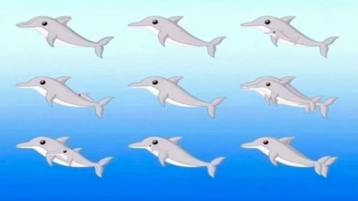 Optische Täuschung: Wie viele Delfine sind zu sehen?