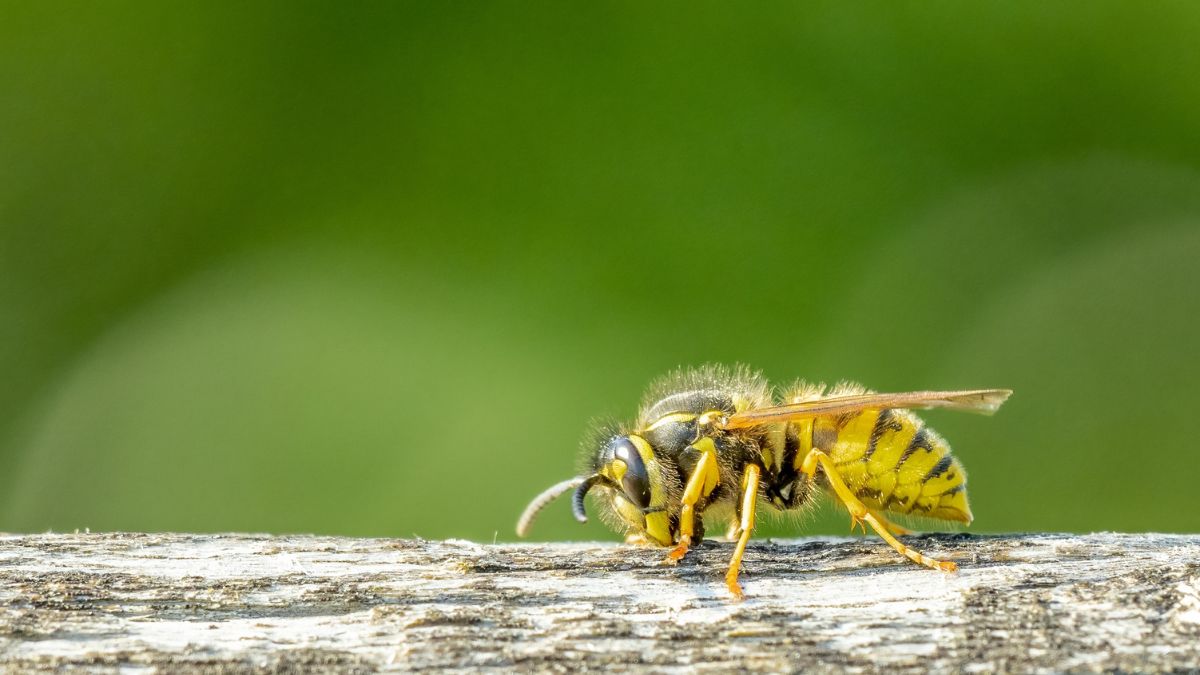 Wespen vertreiben – 3 Tipps, mit denen man die lästigen Biester loswird