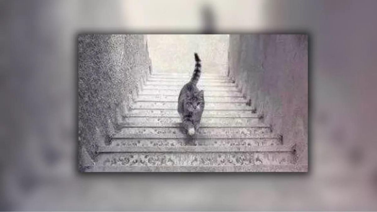 Optische Täuschung: Geht die Katze die Treppe hoch oder runter?